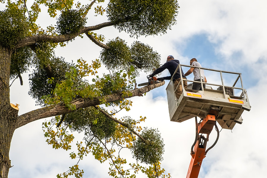 Ponte Vedra Beach Tree Removal workers use a chainsaw to cut down big tree branches from a highchair lift platform at Ponte Vedra Beach, FL
