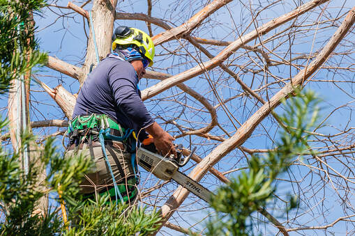In Ponte Vedra Beach, Florida, a worker trims an old cypress tree branches.