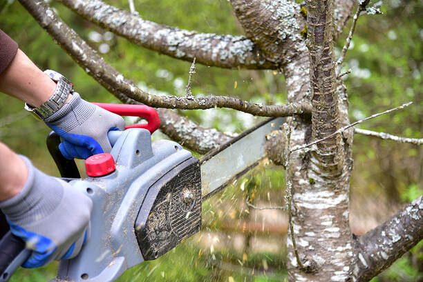 Professional gardener cuts branches on an old tree using a chain saw in Ponte Vedra Beach, Florida.